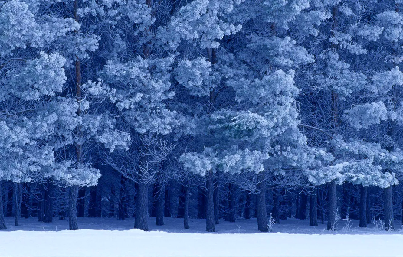 Фото обои зима, снег, Канада, Манитоба, шотландские сосны, Birds Hill Provincial Park