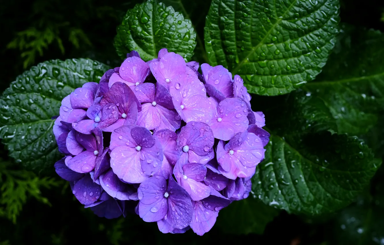 Фото обои фиолетовый, капли, макро, гортензия, соцветие
