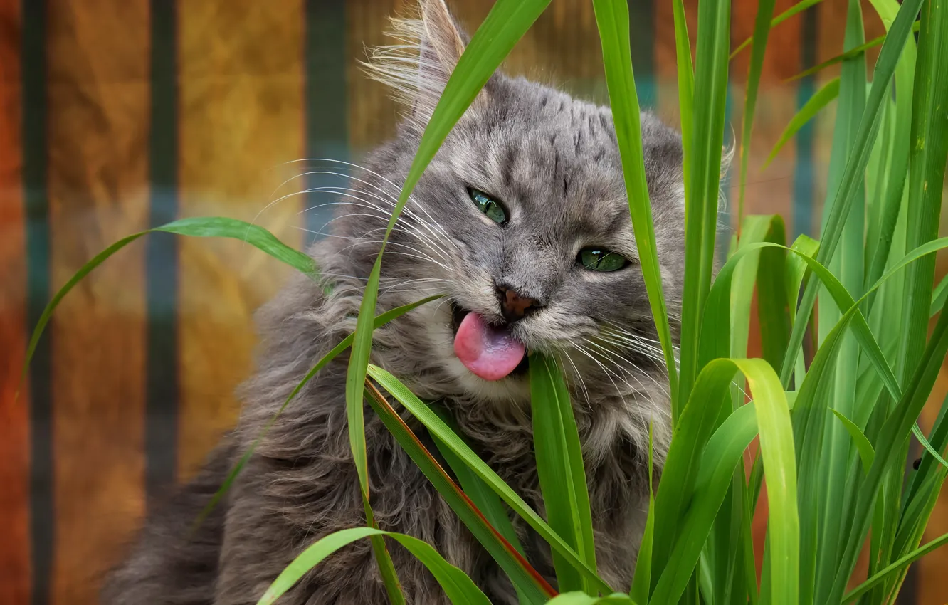 Фото обои язык, кошка, трава, кот, морда, портрет, пасется