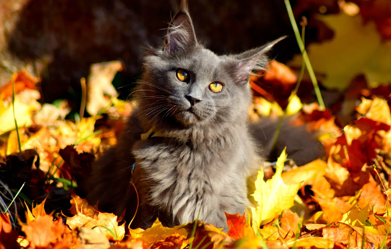 Фото обои осень, кошка, взгляд, свет, природа, котенок, серый, поляна