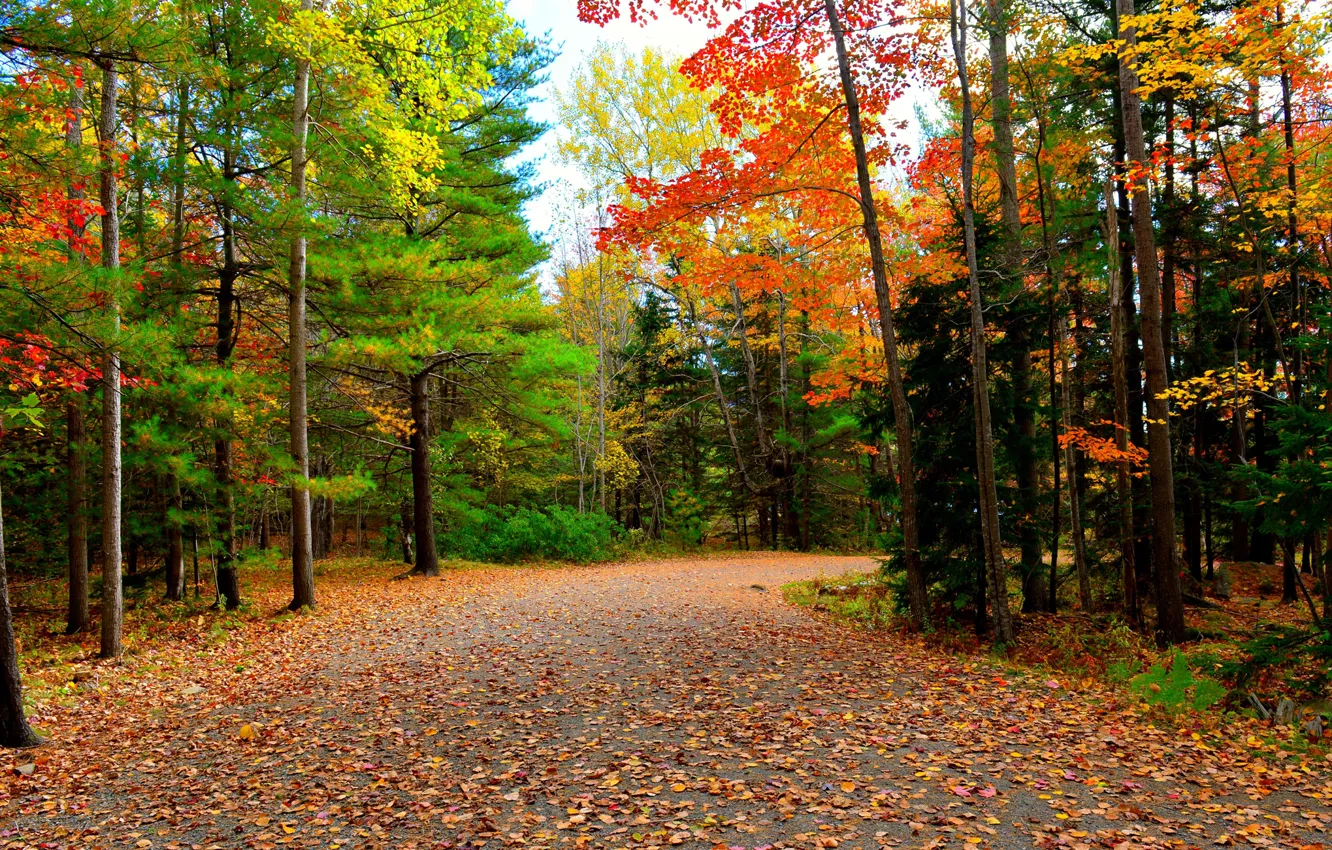 Фото обои дорога, осень, лес, деревья