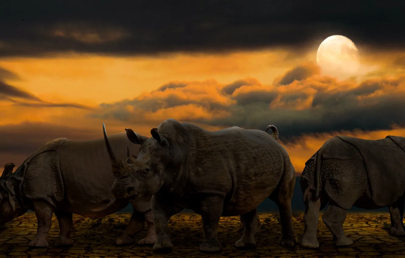 Фото обои Луна, Семья, Животные, Полнолуние, Носороги, Африка Ночь, Свет Луны
