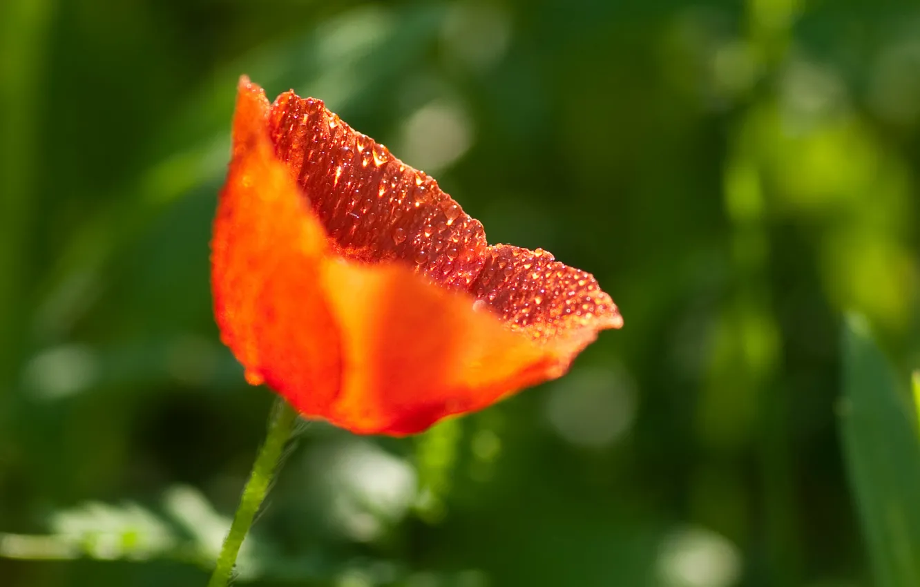 Фото обои капли, красный, мак, весна, red, боке, bokeh, drops