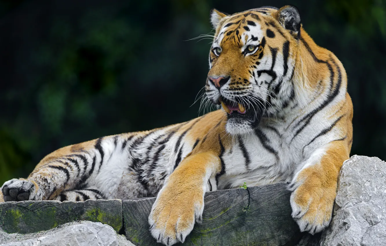 Фото обои тигр, отдых, хищник