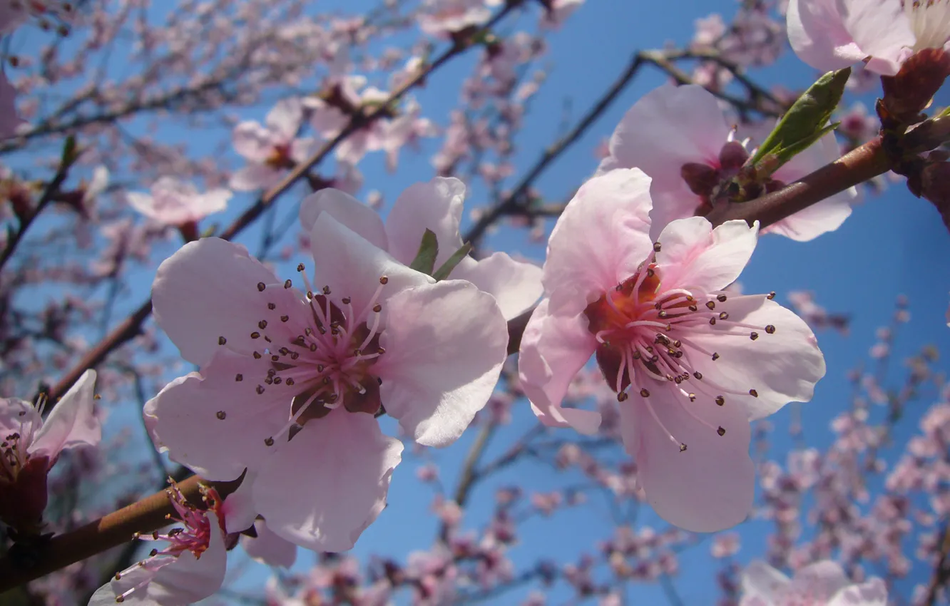 Фото обои Весна, цветение, апрель