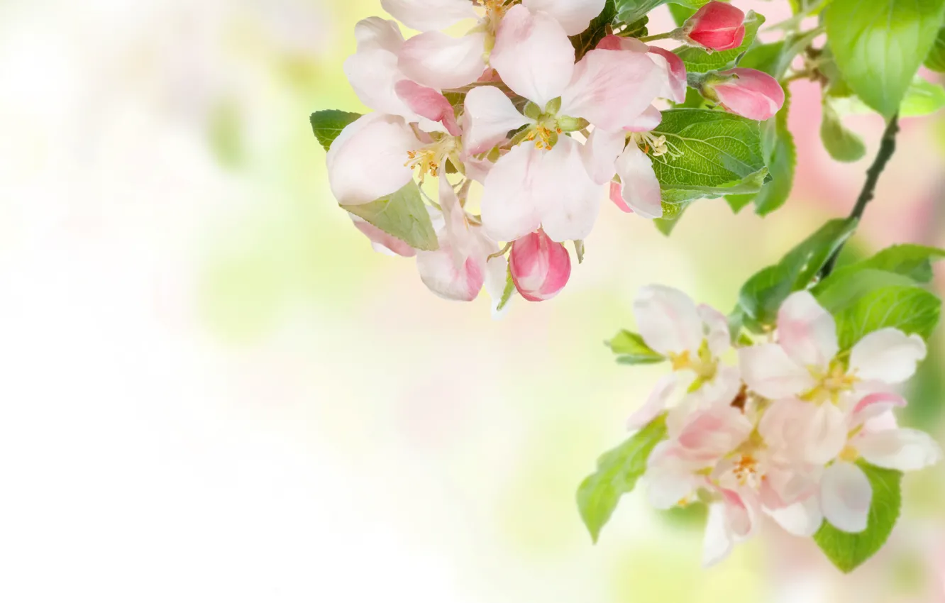Фото обои цветы, нежность, ветка, весна, яблоня