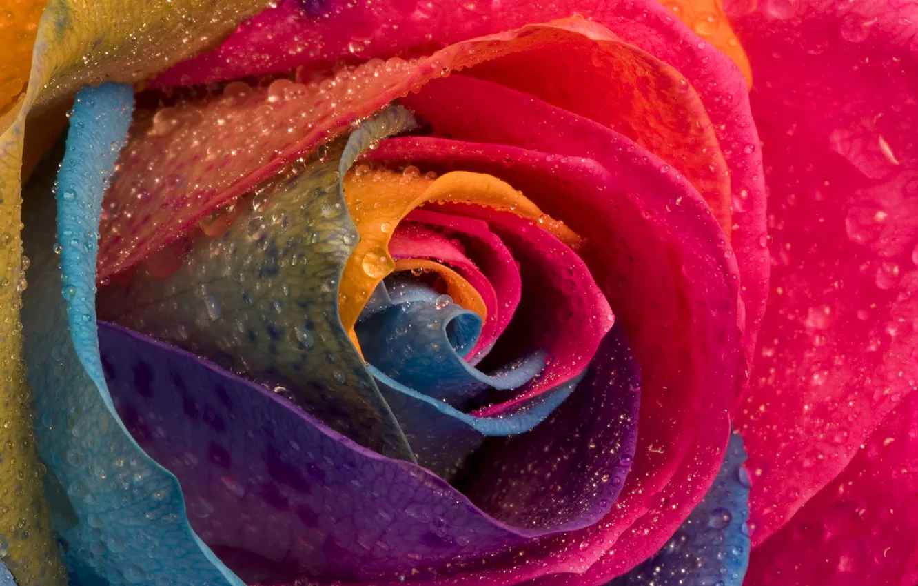 Фото обои цветок, капли, роса, роза, лепестки