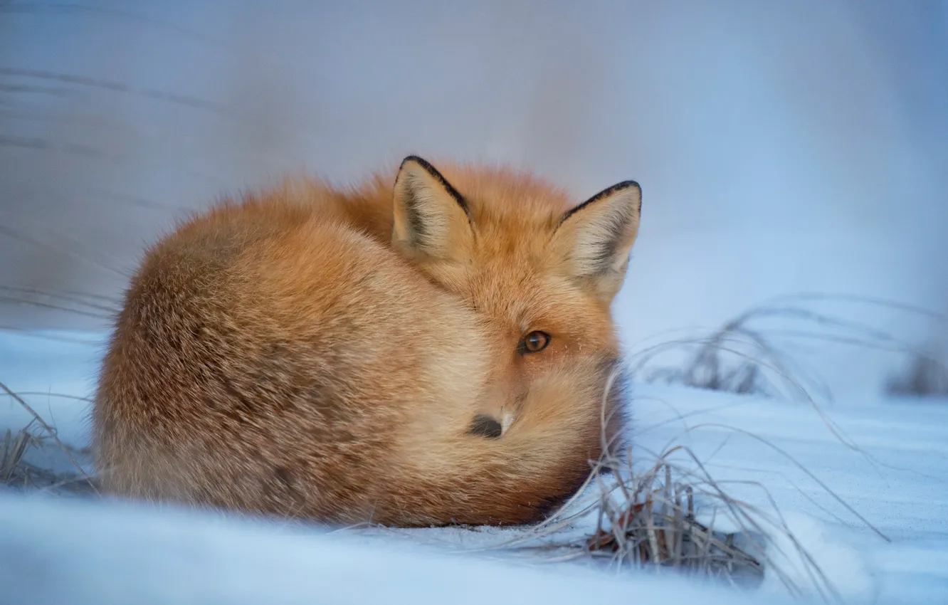 Фото обои зима, снег, лис, мех, лисица