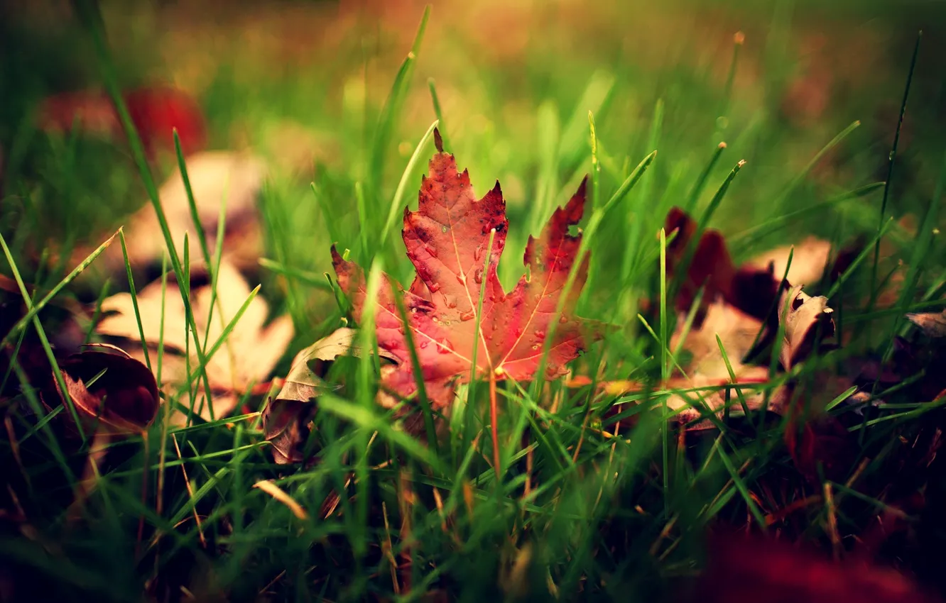 Фото обои зелень, осень, трава, листья, капли, макро, лист, капельки