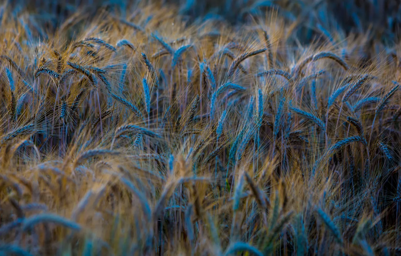 Фото обои пшеница, поле, макро, природа, фон, голубой, widescreen, обои