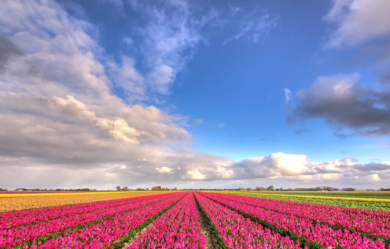 Фото обои поле, облака, цветы, природа, голубое небо