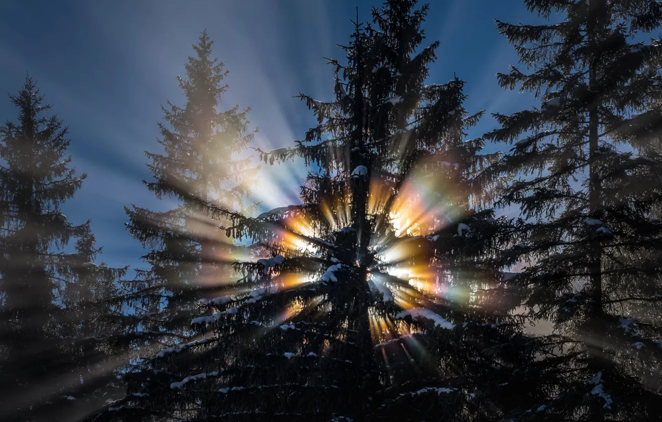 Фото обои зима, лес, солнце, свет, снег, деревья, природа, радуга