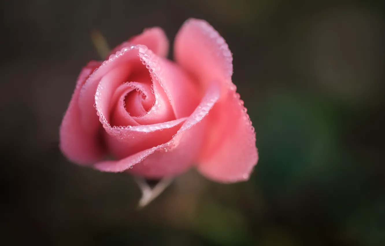 Фото обои цветок, капли, макро, розовый, роза, бутон