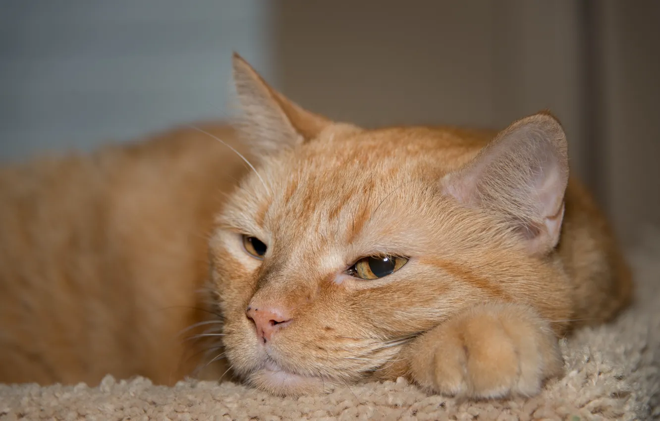Фото обои мордашка, котэ, рыжий кот