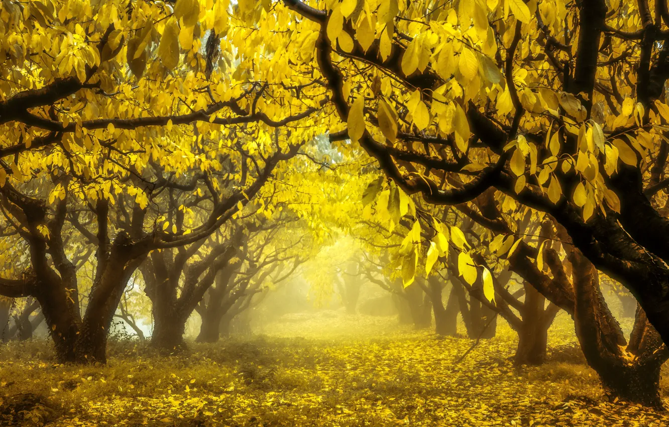 Фото обои осень, природа, сад