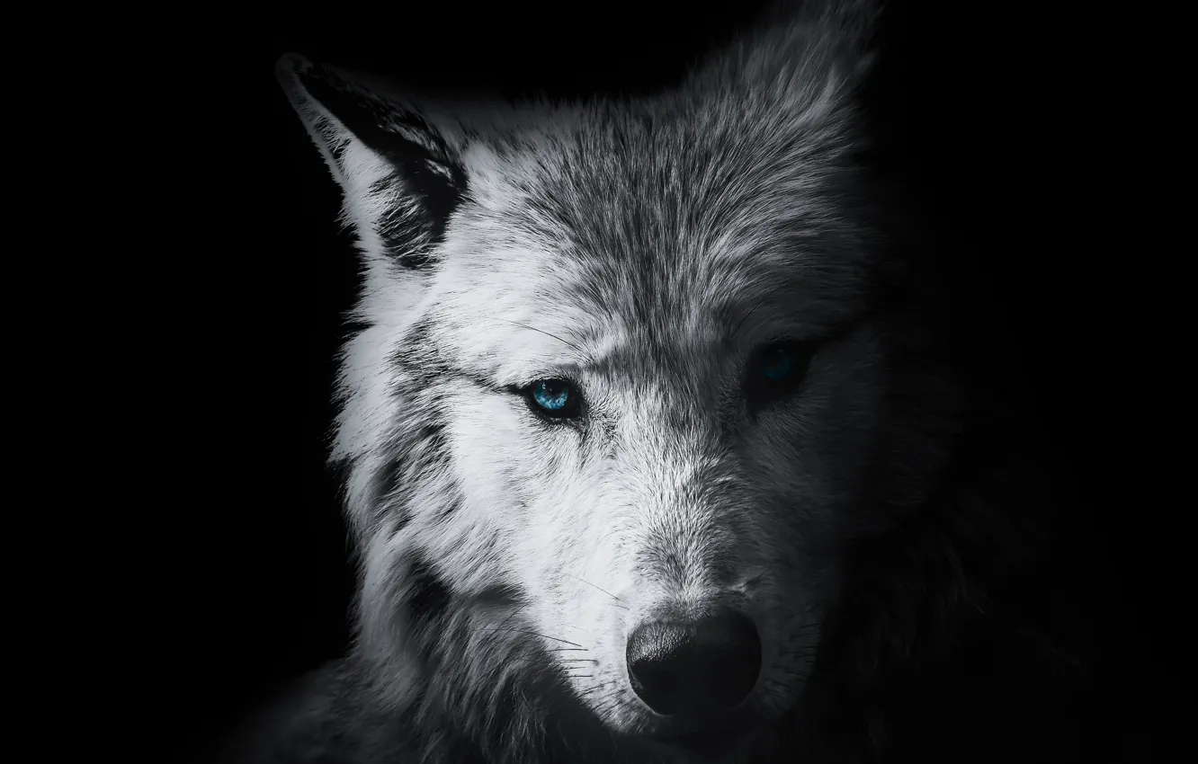 Фото обои wallpaper, black, background, animal, wolf, head, wild, graphic