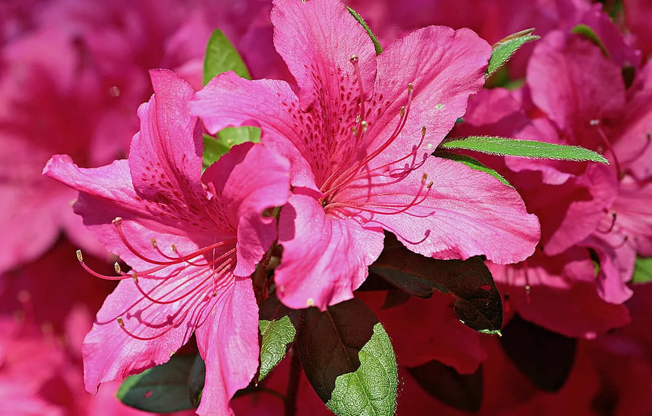 Фото обои цветы, розовый, цветение, Азалия