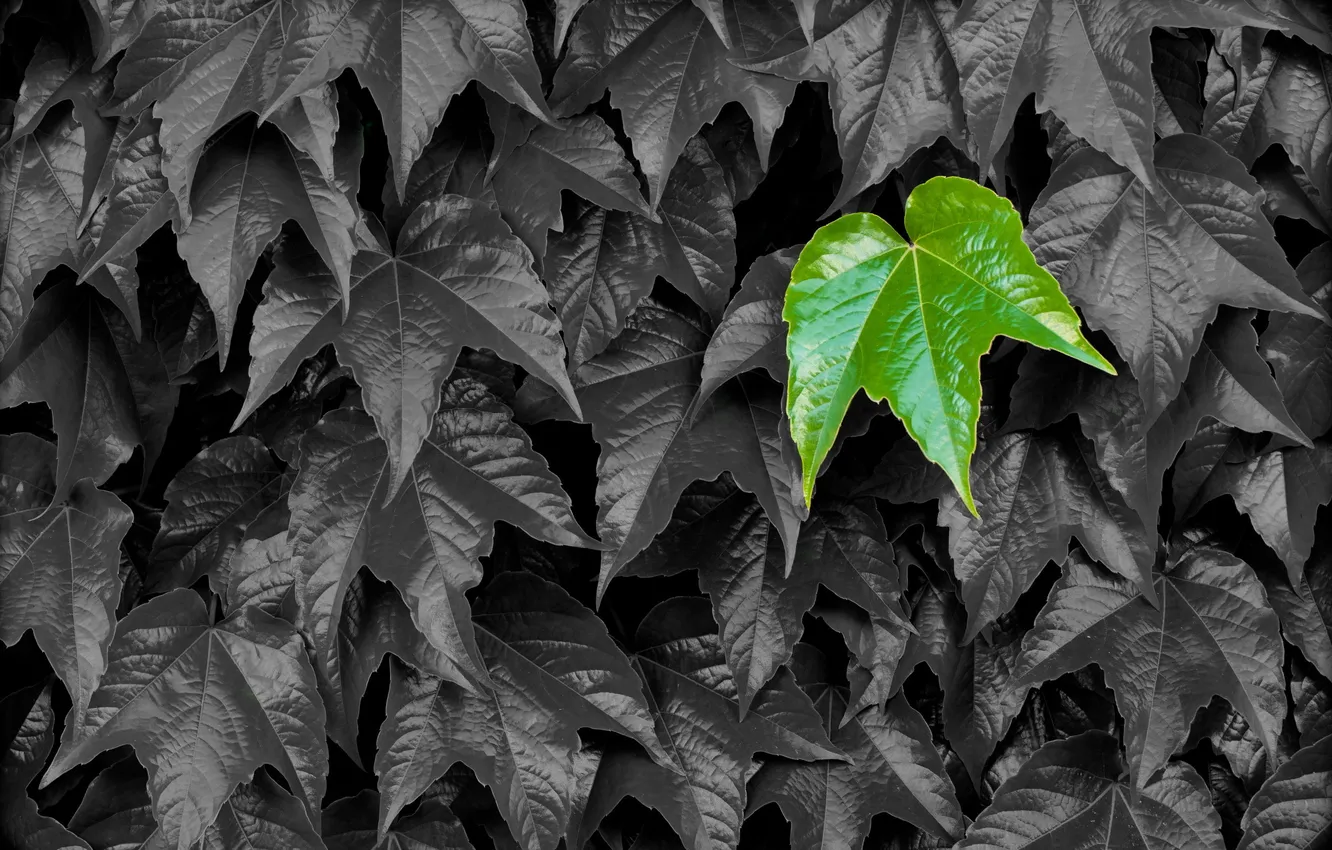 Фото обои листья, природа, цвет