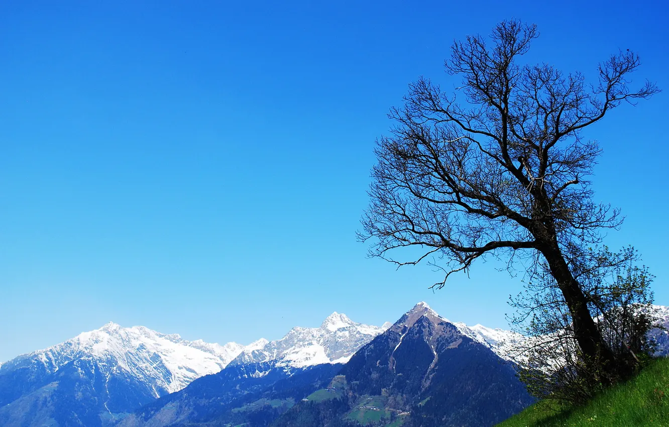 Фото обои небо, трава, снег, пейзаж, горы, дерево, вершина