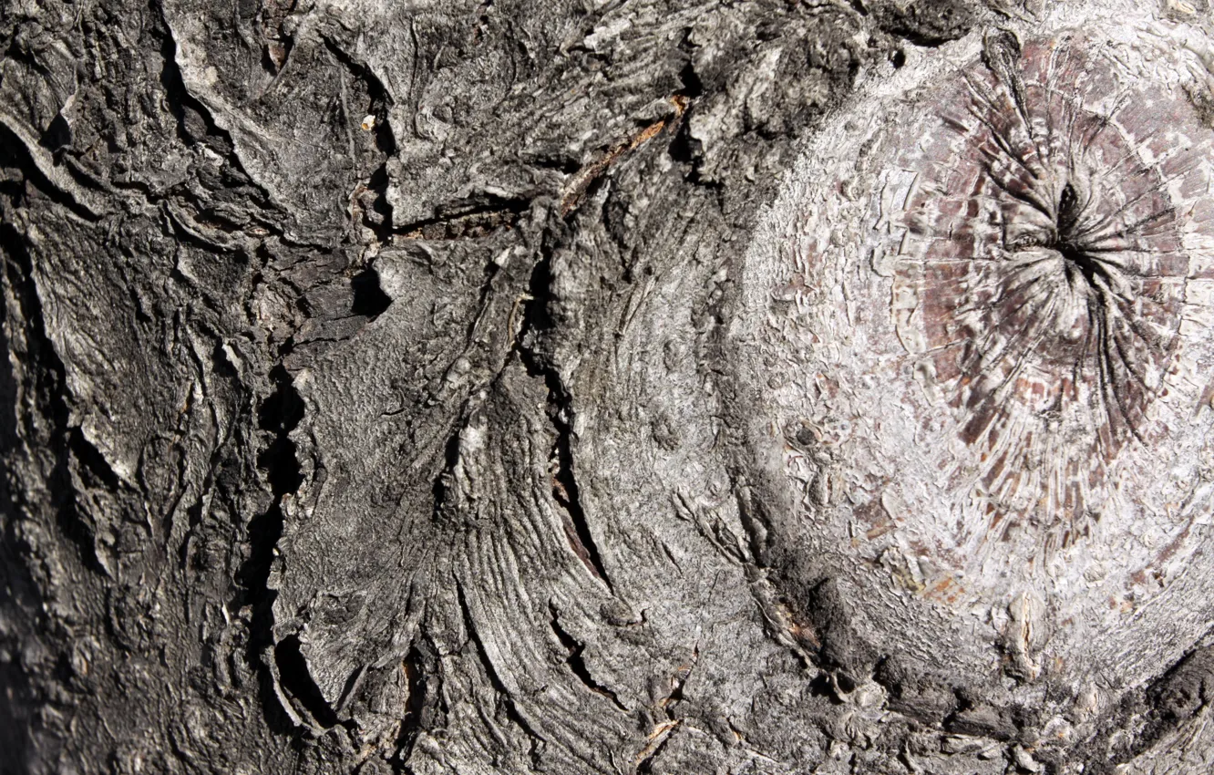 Фото обои деревья, фон, кора