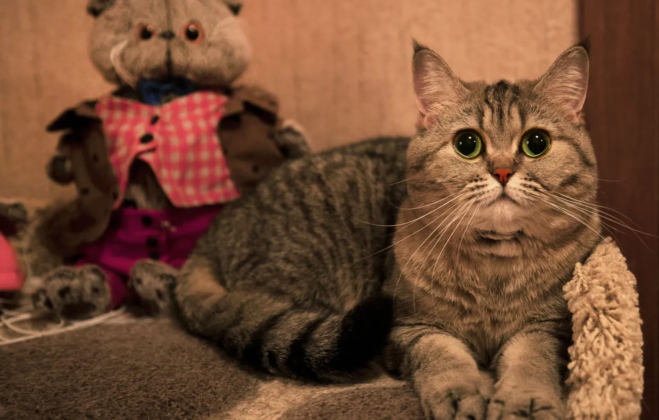 Фото обои кошка, кот, взгляд, уют, дом, игрушка, лежит, серая