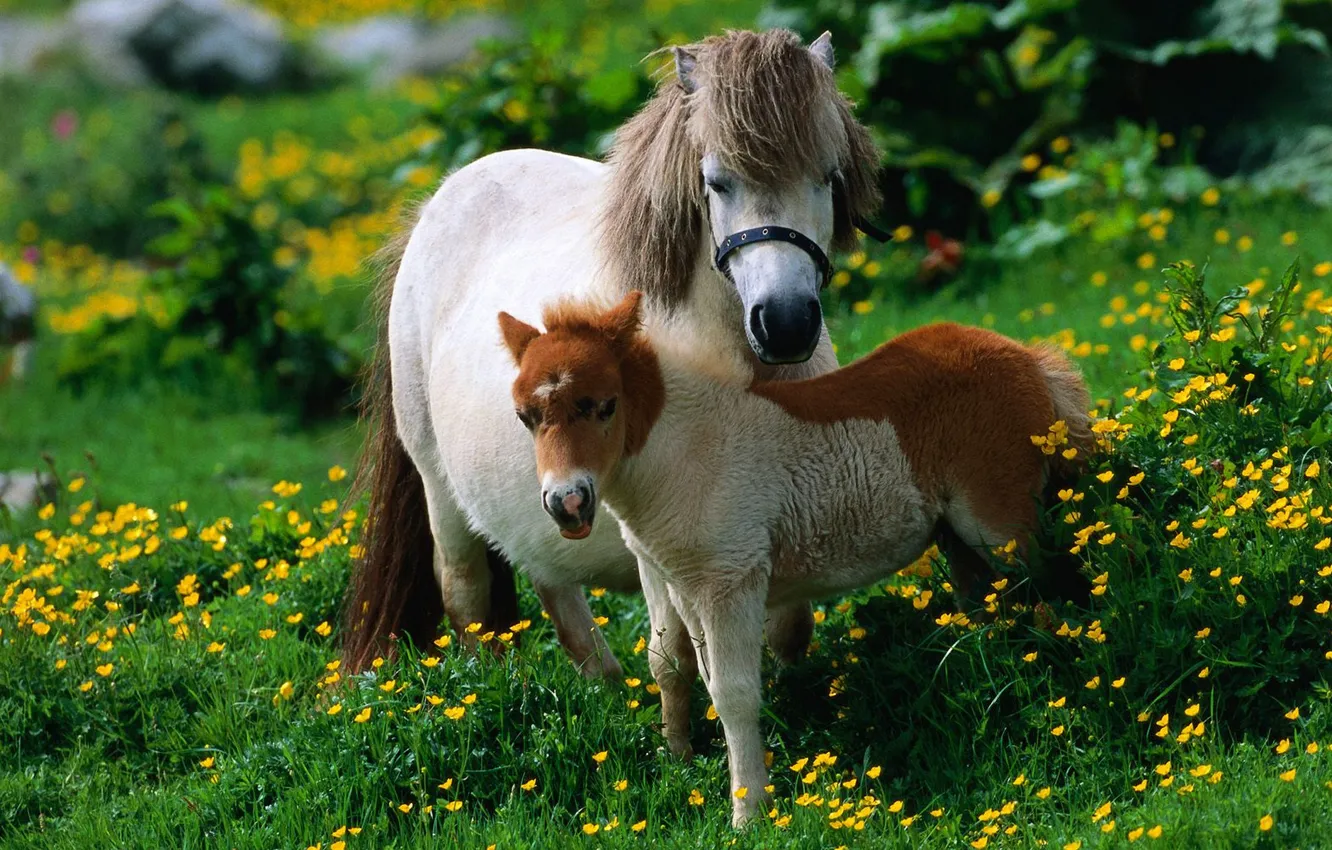 Фото обои трава, лошадь, жеребёнок