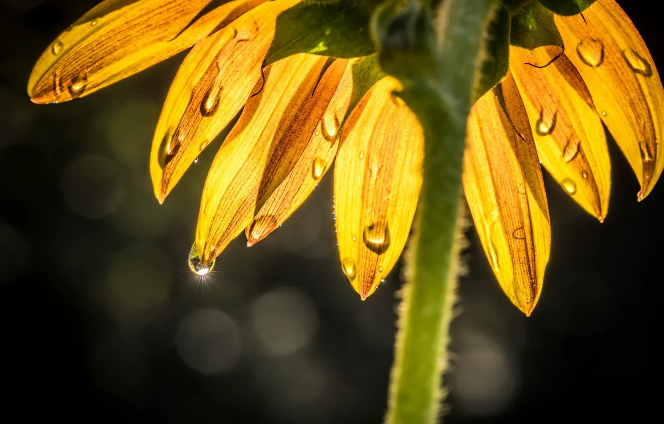 Фото обои лето, подсолнухи, природа