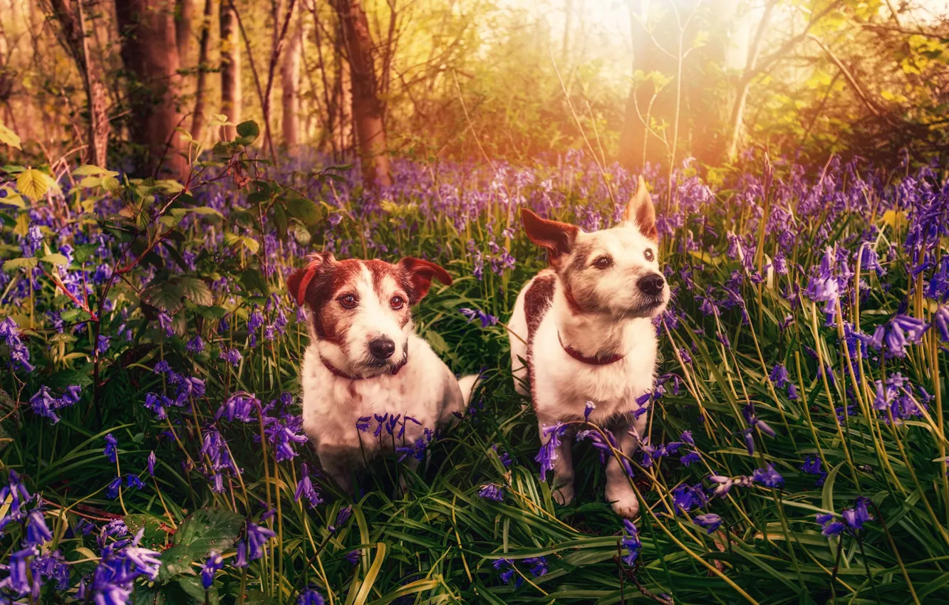 Фото обои собаки, цветы, весна
