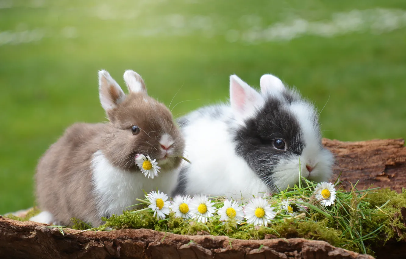 Фото обои животные, трава, цветы, природа, ромашки, пара, кролики