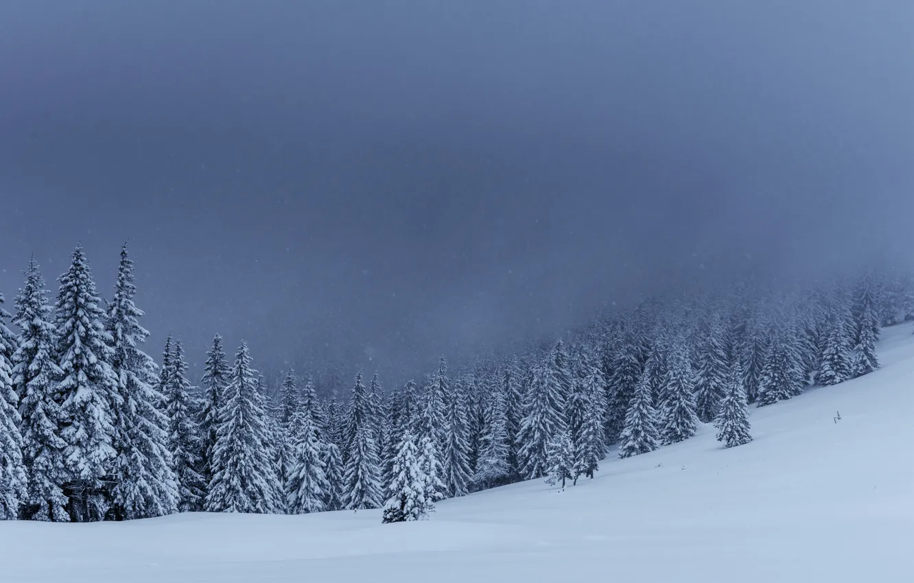 Фото обои зима, снег, деревья, пейзаж, елки, forest, landscape, winter