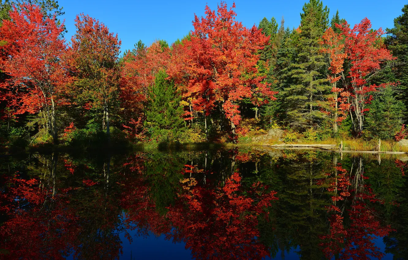 Фото обои осень, лес, небо, деревья, пруд