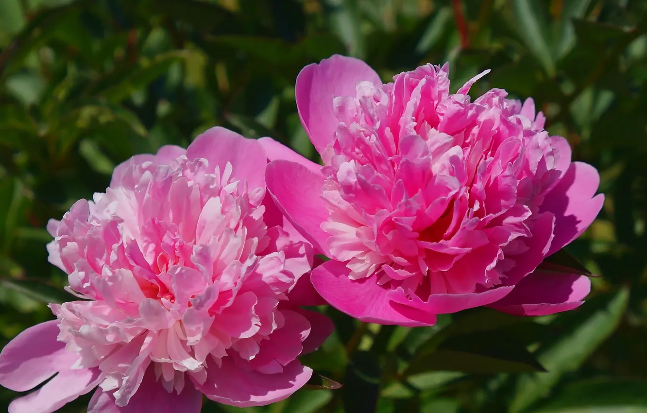 Фото обои flower, garden, blooming