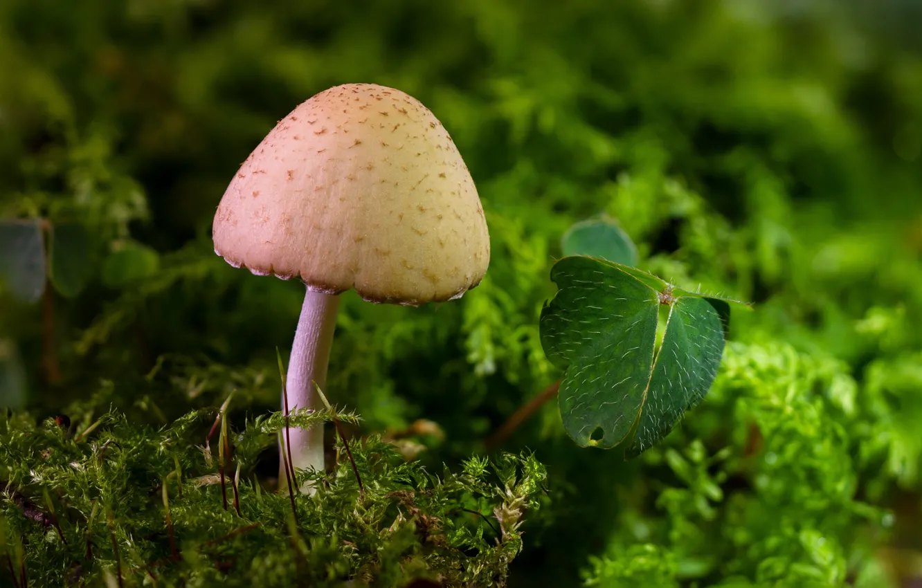Фото обои гриб, мох, листик