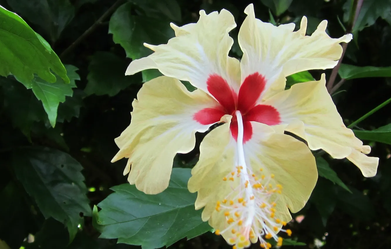 Фото обои yellow, garden, natura, hibiscus
