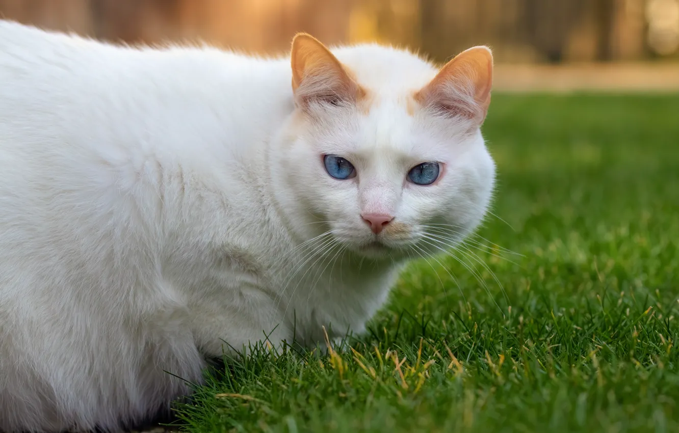 Фото обои кошка, белый, трава, кот