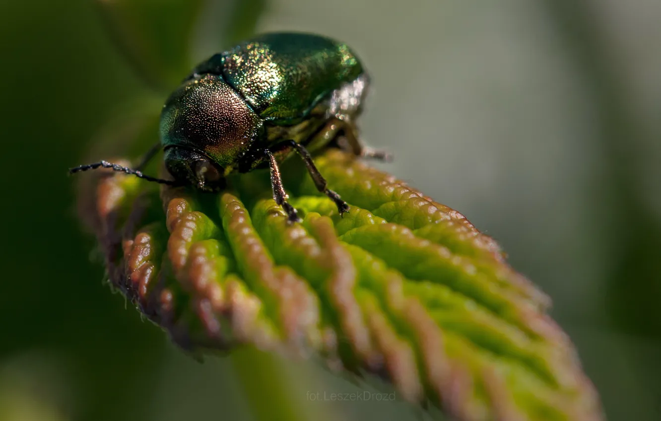 Фото обои nature, beetle, macro, bokeh, leaf, worm