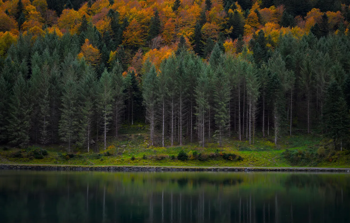 Фото обои трава, вода, деревья, пейзаж, природа, озеро, река, фон