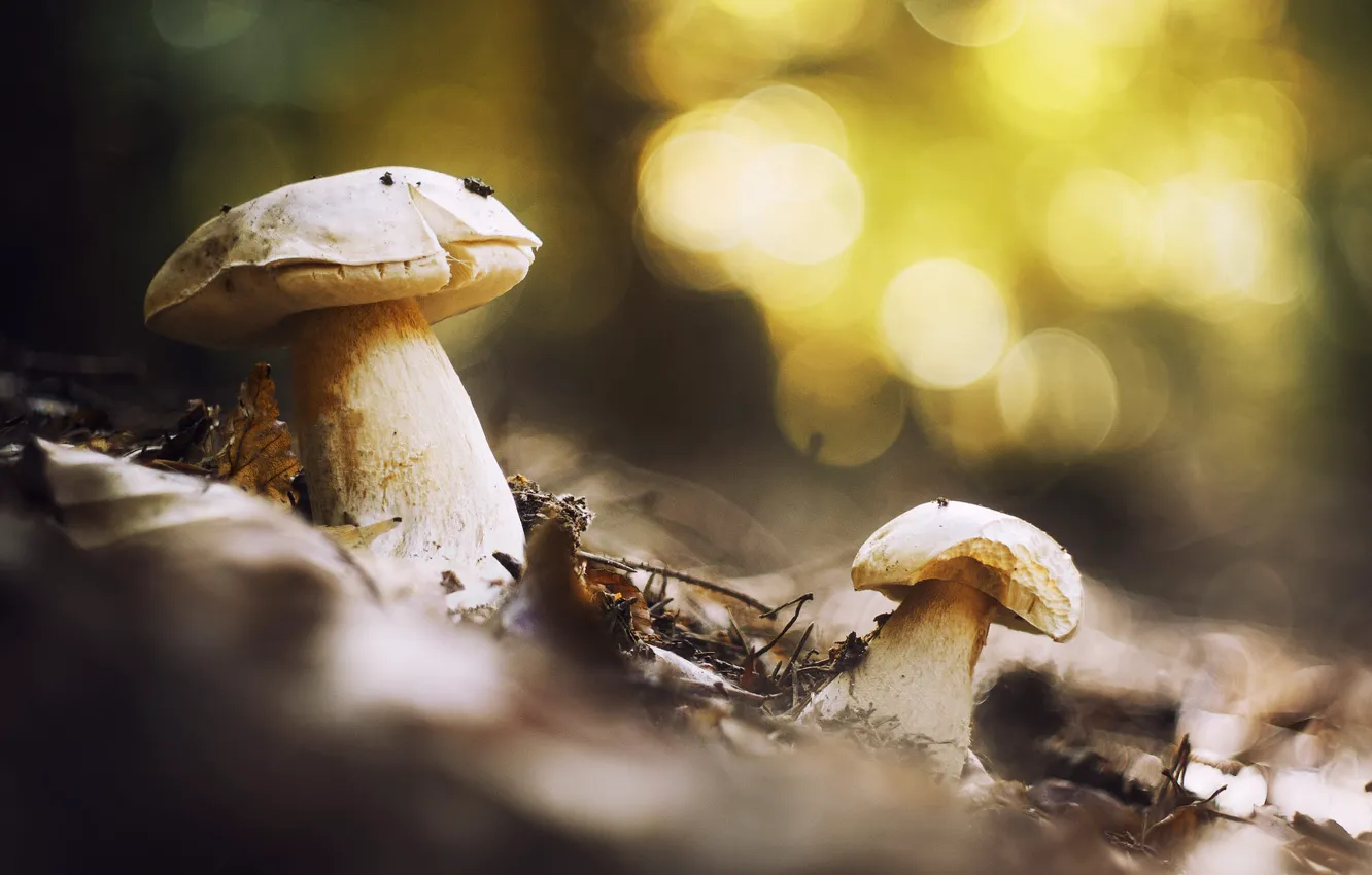 Фото обои осень, природа, грибы, белые, парочка, боке, осенние листья