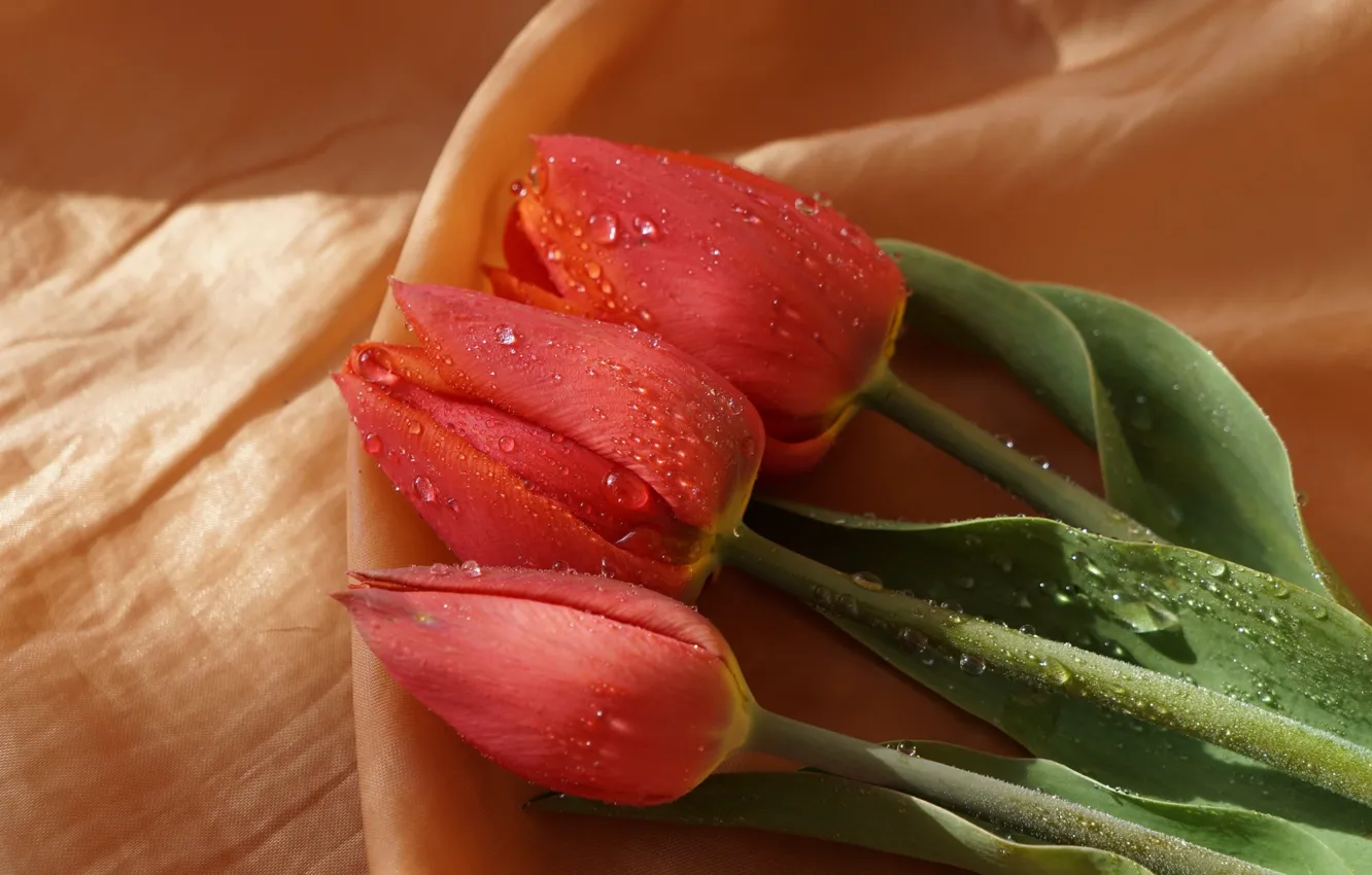 Фото обои tulips, three, spring, blooming