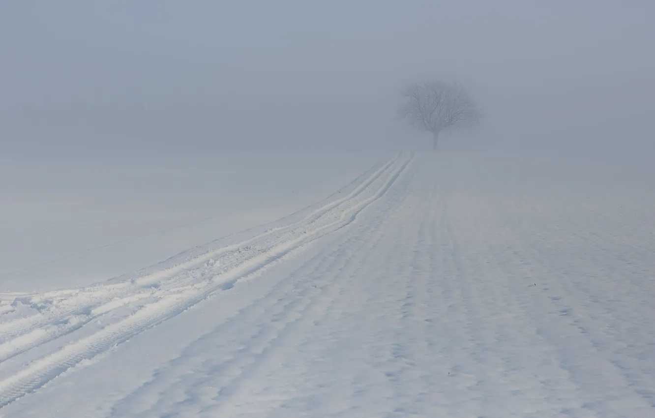 Фото обои зима, туман, дерево, след