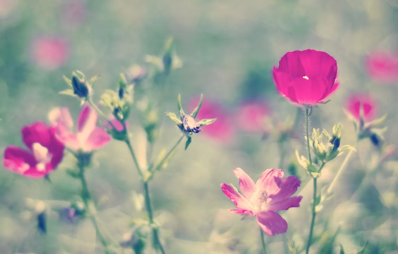 Фото обои лето, цветы, природа, розовый, боке, петуния
