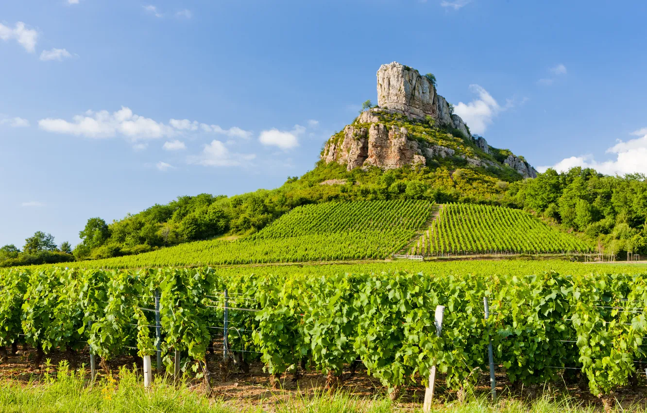 Фото обои europe, france, country, countryside, farming, burgundy, cultivation, exteriors