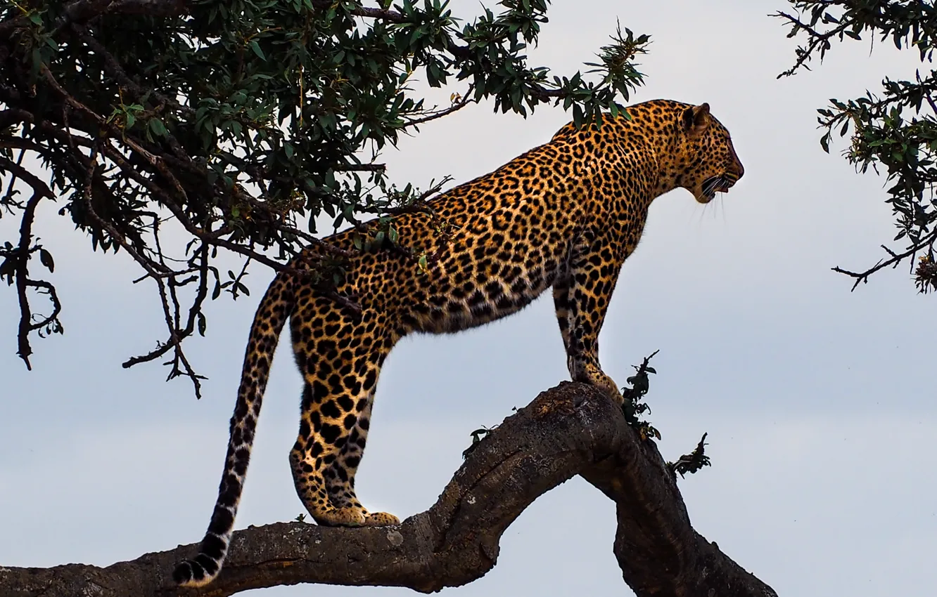 Фото обои Леопард, Дерево, Хищник, Leopard, Большая кошка, Big cat