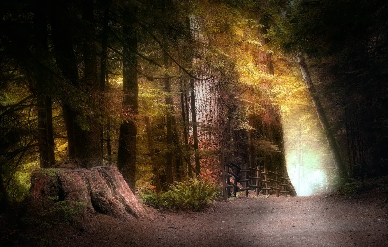 Фото обои лес, свет, деревья, ветки, забор, пень, ели, ограждение