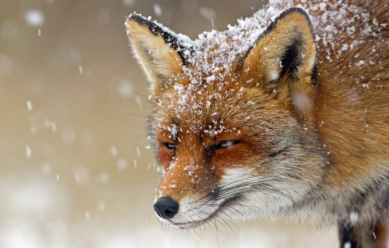 Фото обои зима, морда, снег, снежинки, лиса, лисица, боке