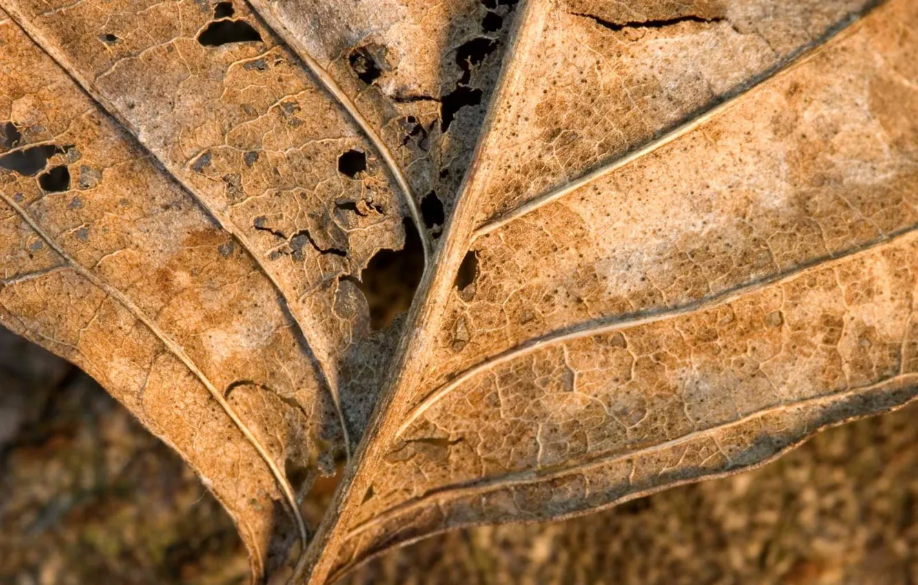 Фото обои макро, лист, сетка, сухой