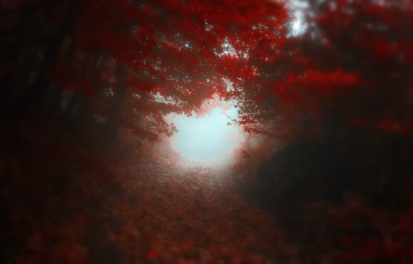 Фото обои дорога, осень, деревья, красный, размытость