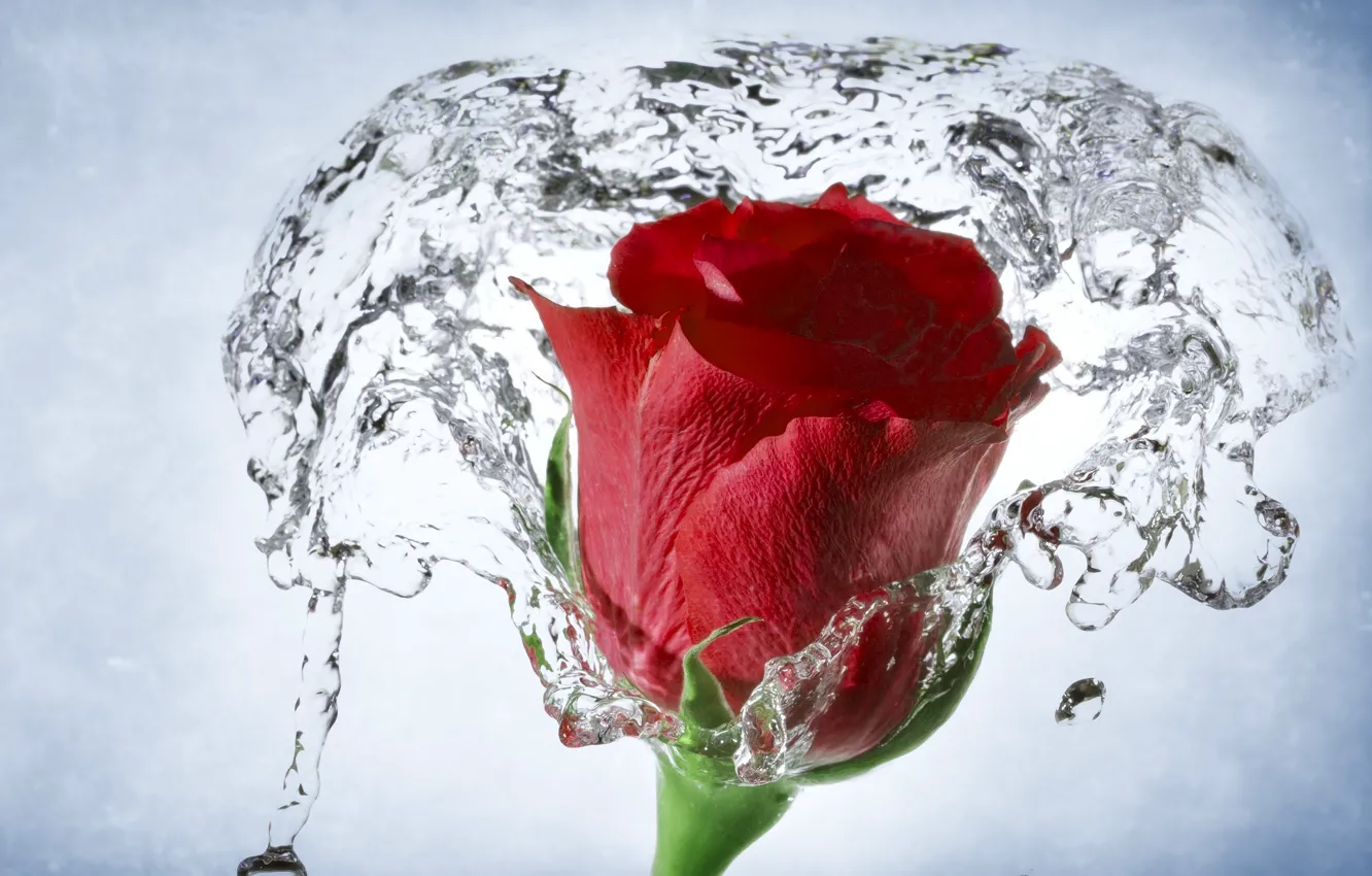 Фото обои вода, макро, роза, бутон