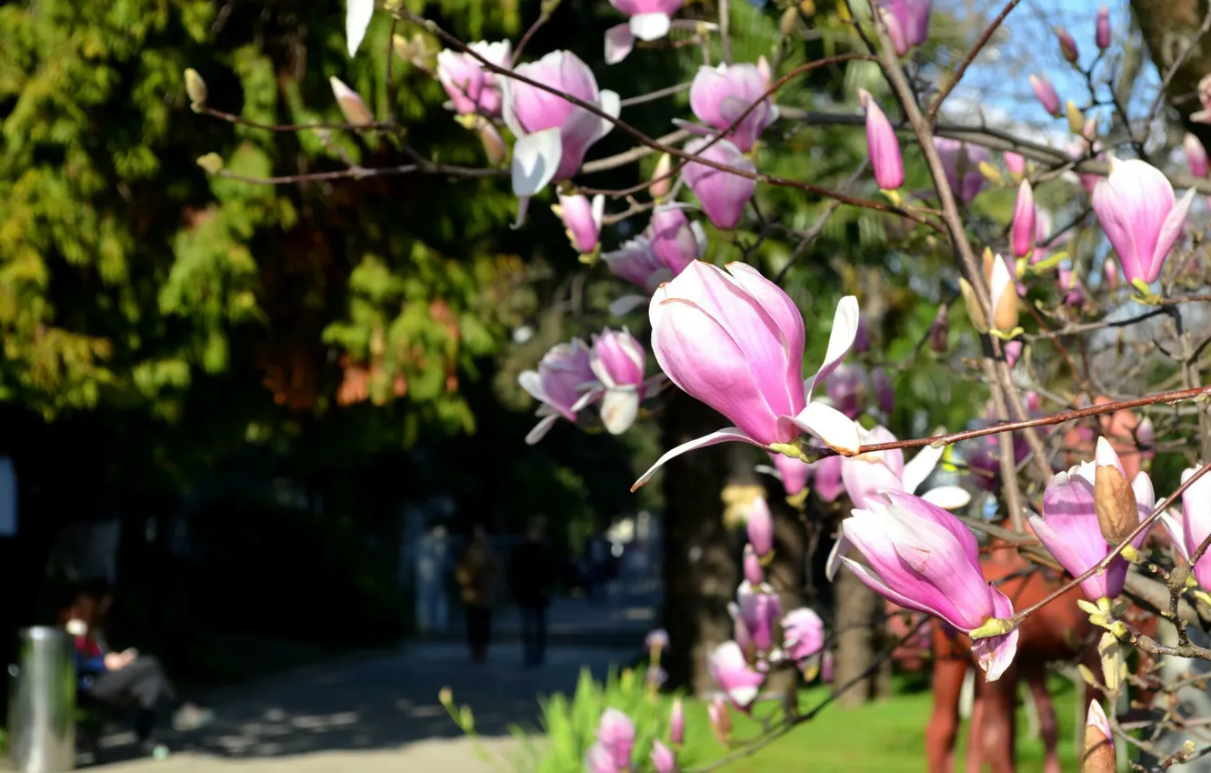 Фото обои Цветы, Природа, Весна, Nature, Flowers, Spring, Сочи, Sochi