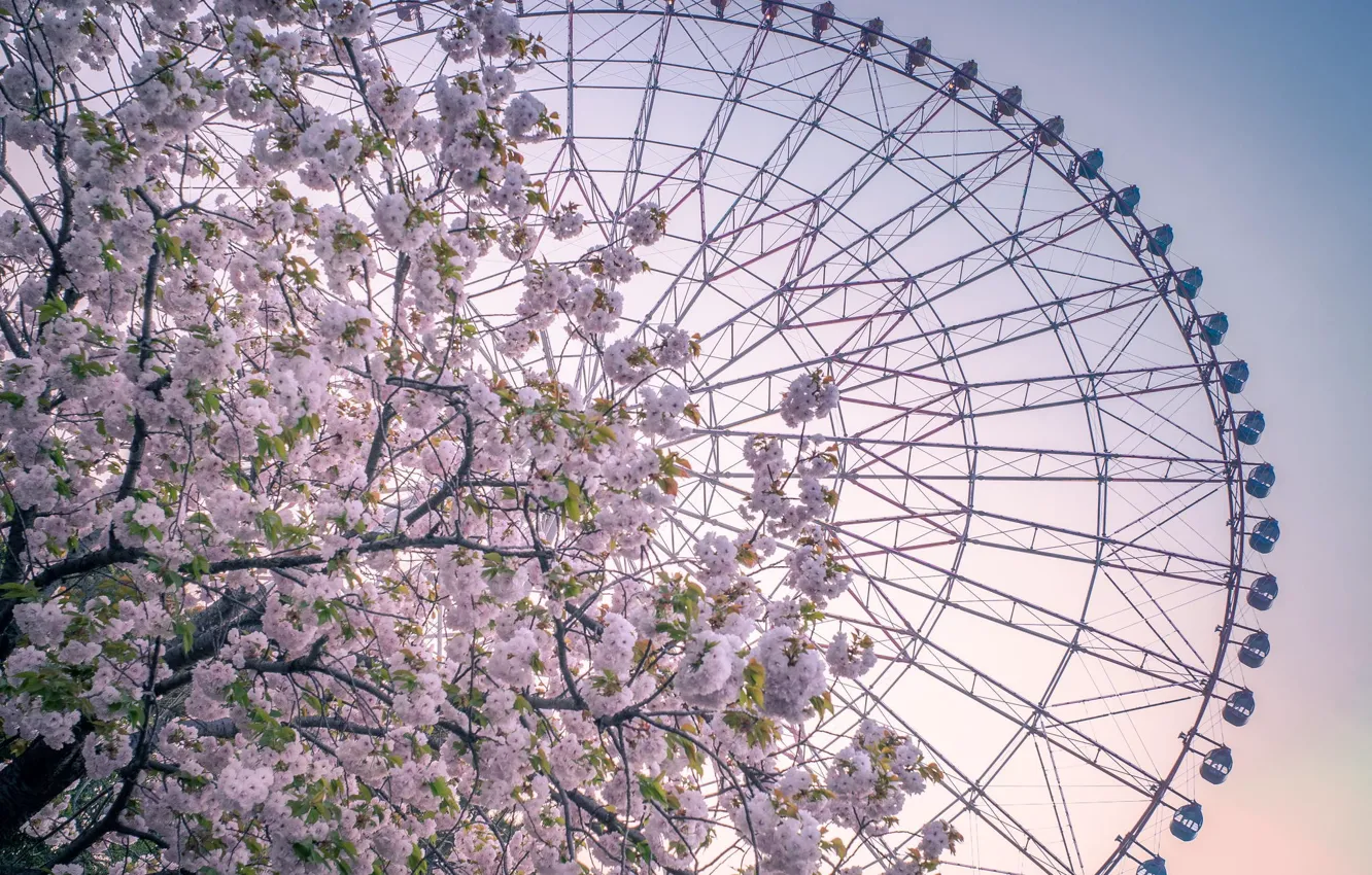 Фото обои цветы, дерево, весна, колесо обозрения, атракцион